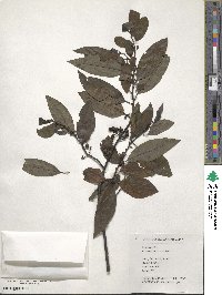 Litsea cubeba image