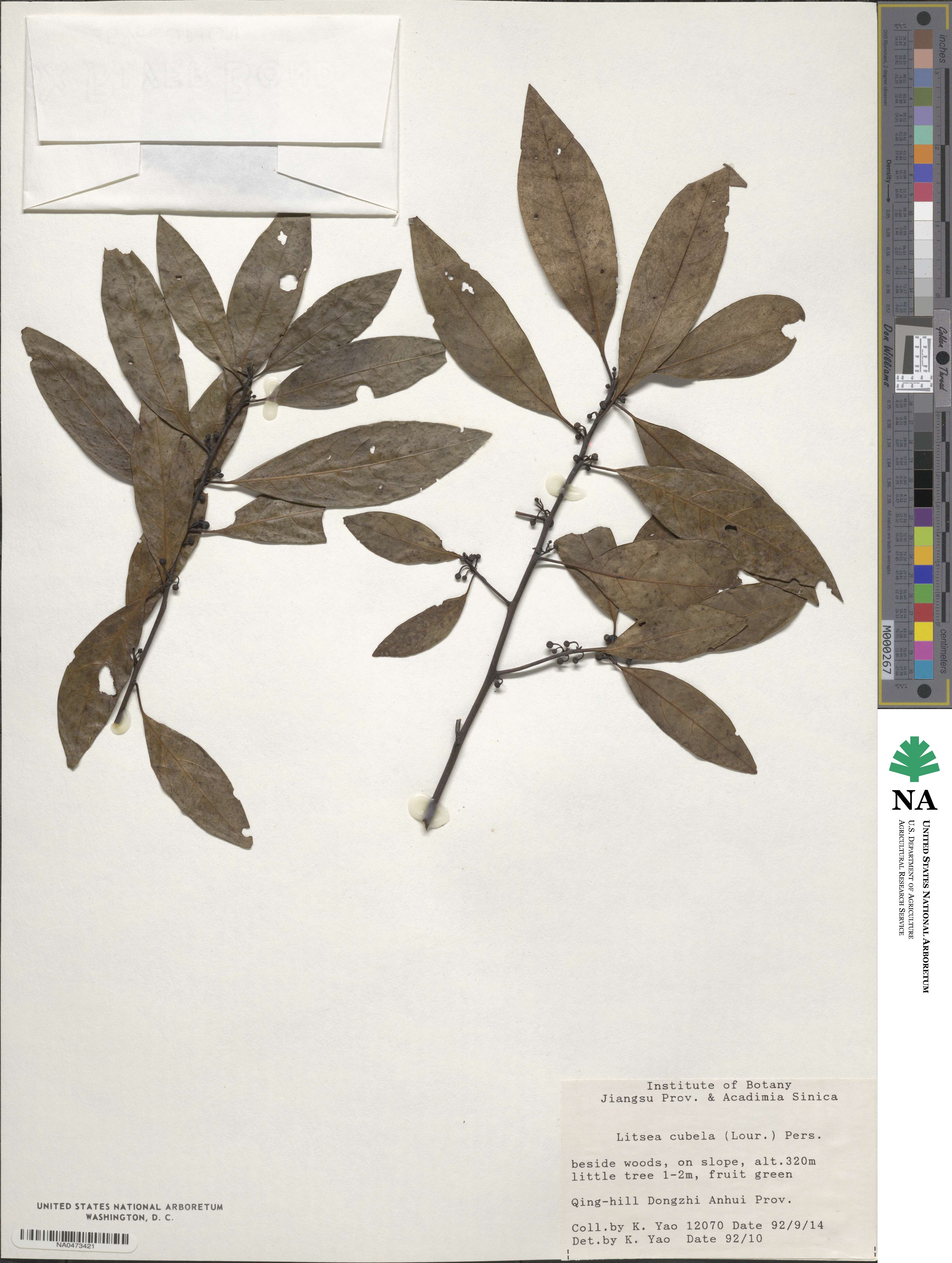 Litsea cubeba image