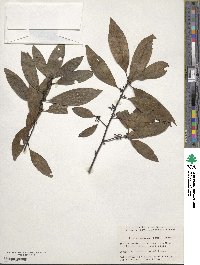 Litsea cubeba image