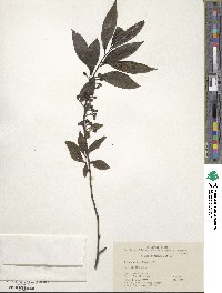 Litsea cubeba image