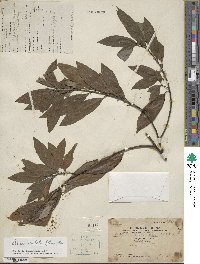 Litsea cubeba image