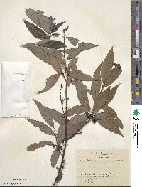 Litsea cubeba image