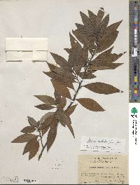 Litsea cubeba image