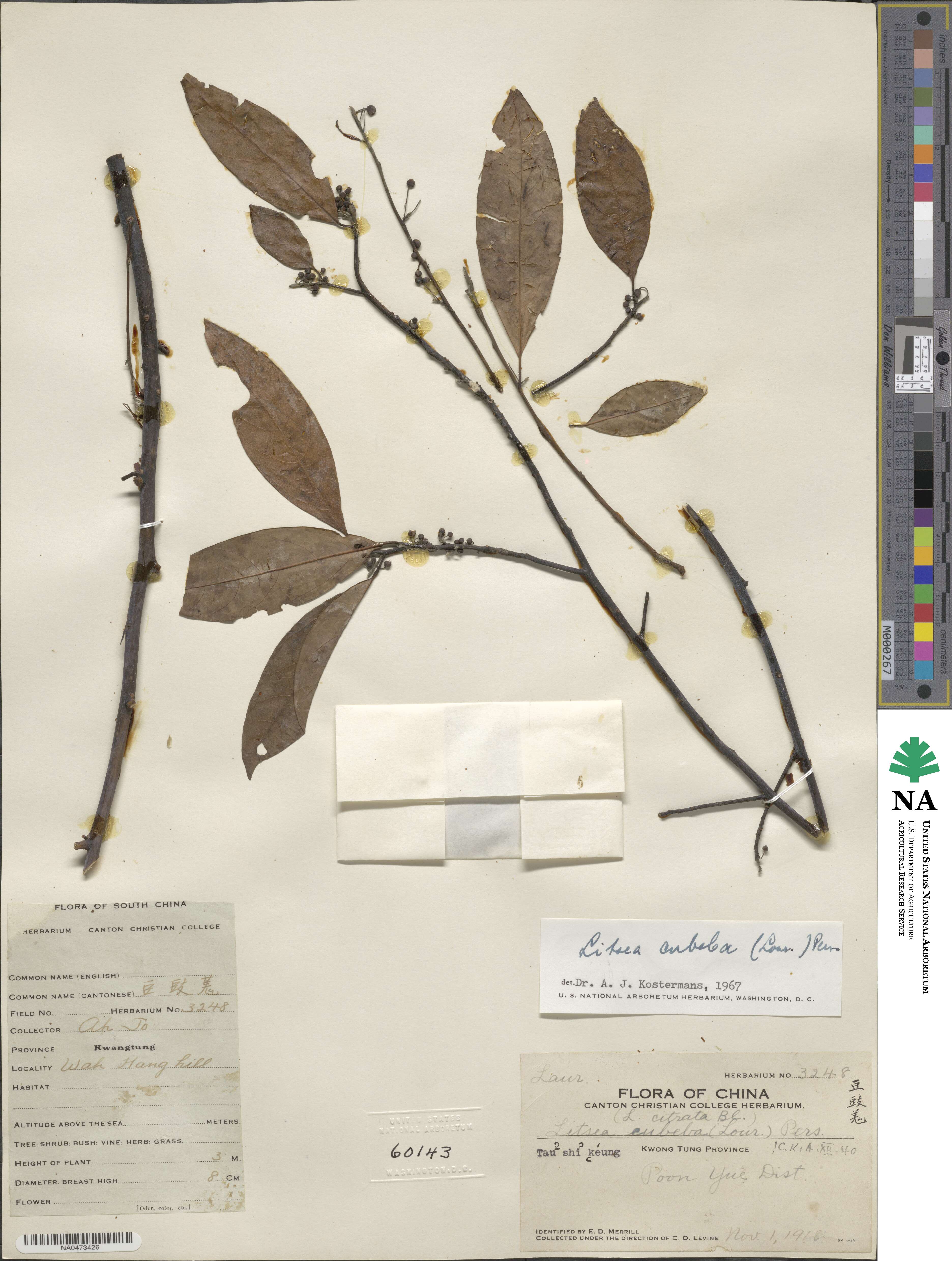 Litsea cubeba image