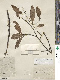 Litsea cubeba image