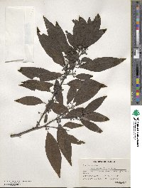 Litsea cubeba image