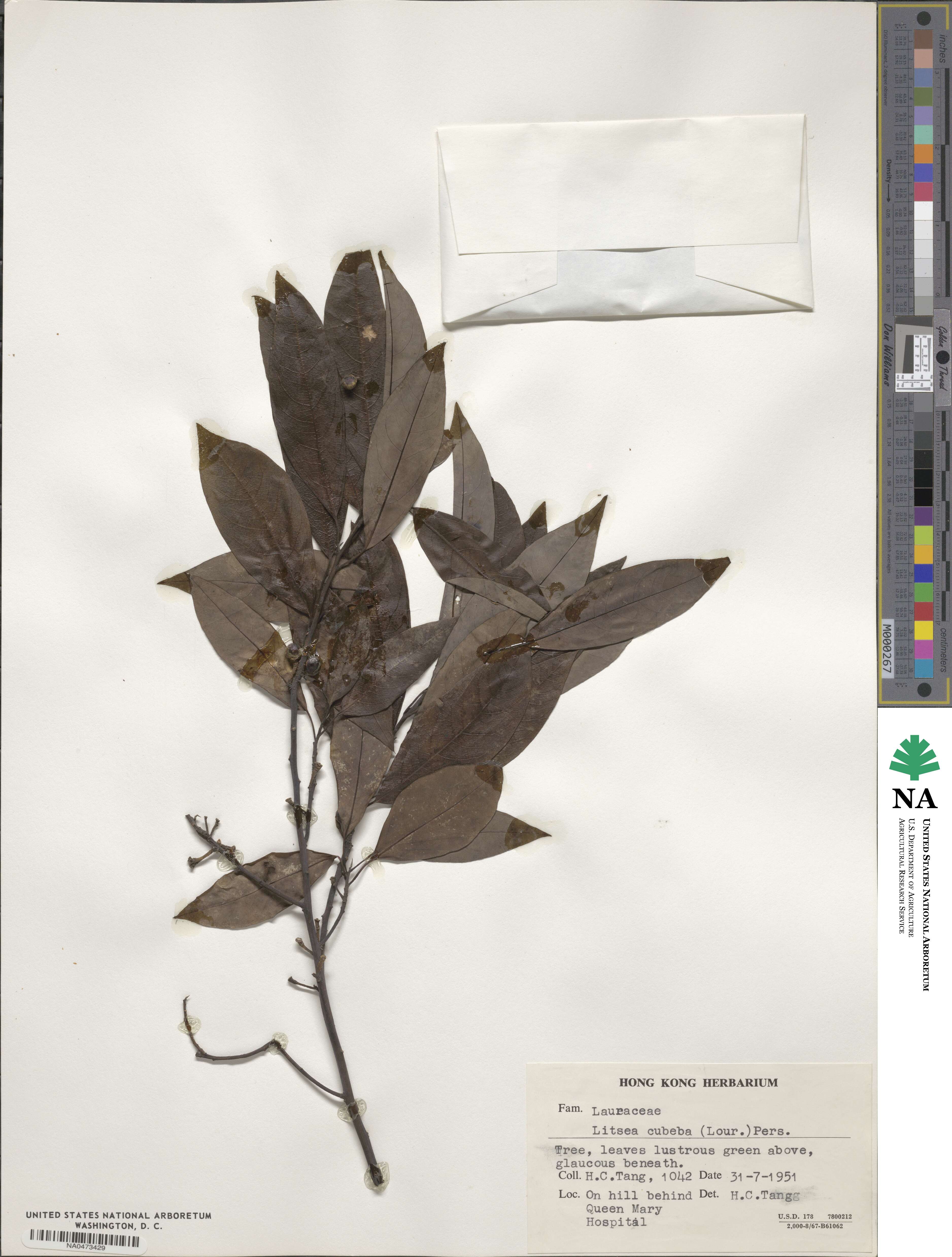 Litsea cubeba image