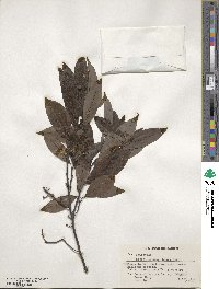 Litsea cubeba image