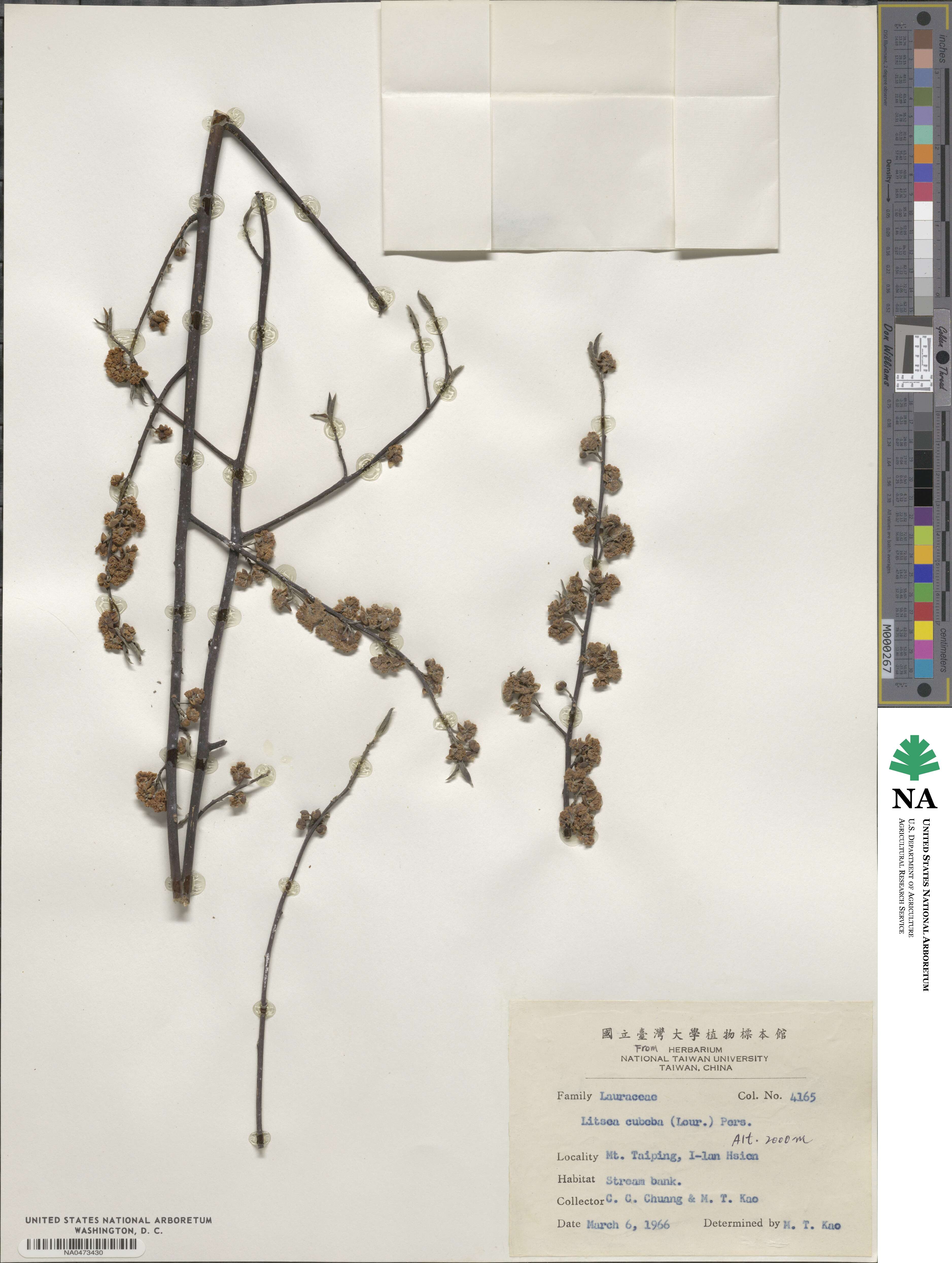 Litsea cubeba image