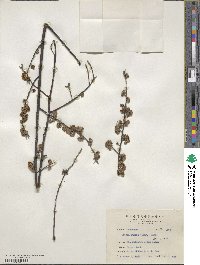 Litsea cubeba image