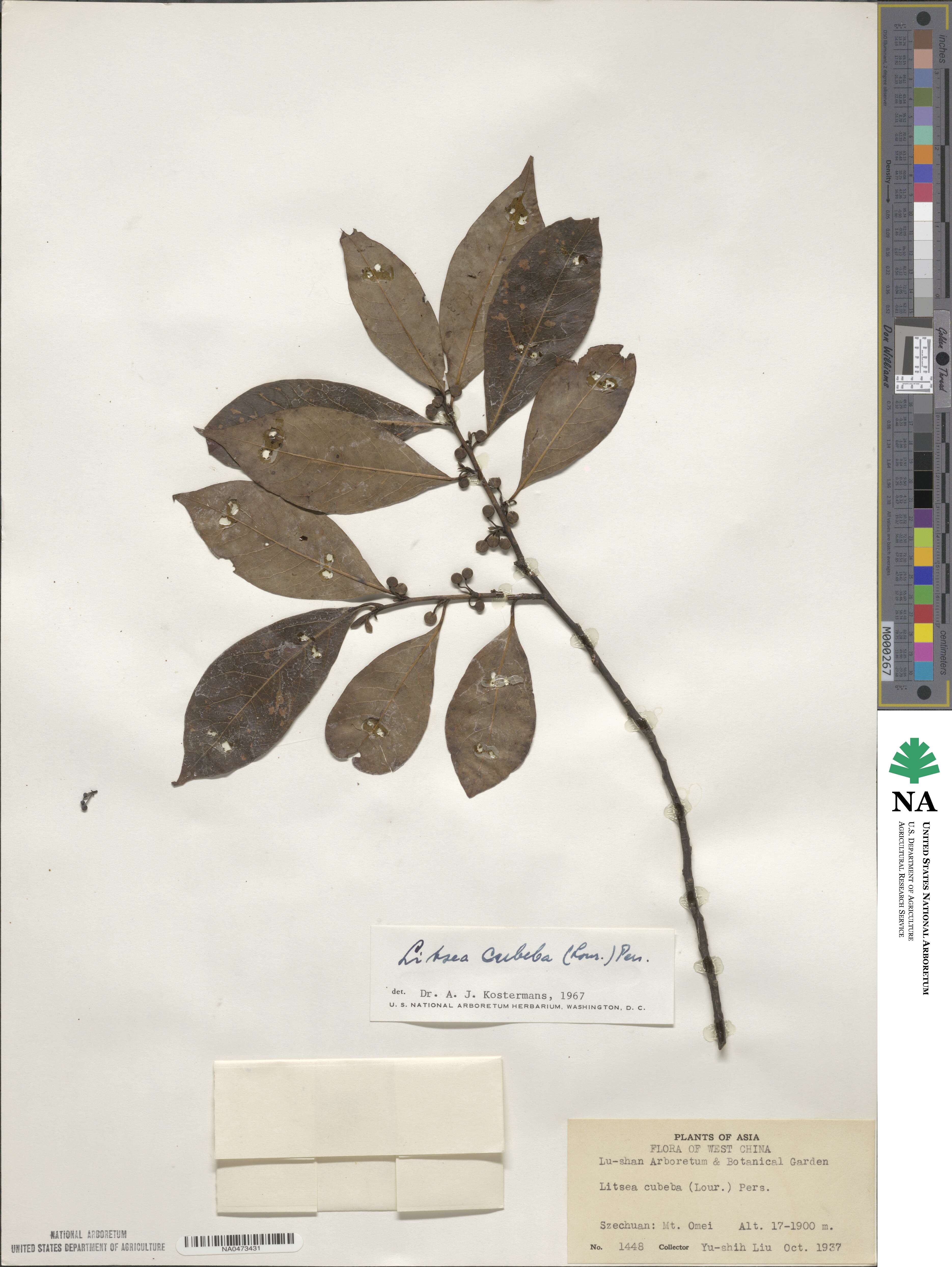 Litsea cubeba image