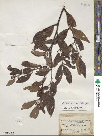 Litsea cubeba image