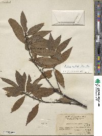 Litsea cubeba image