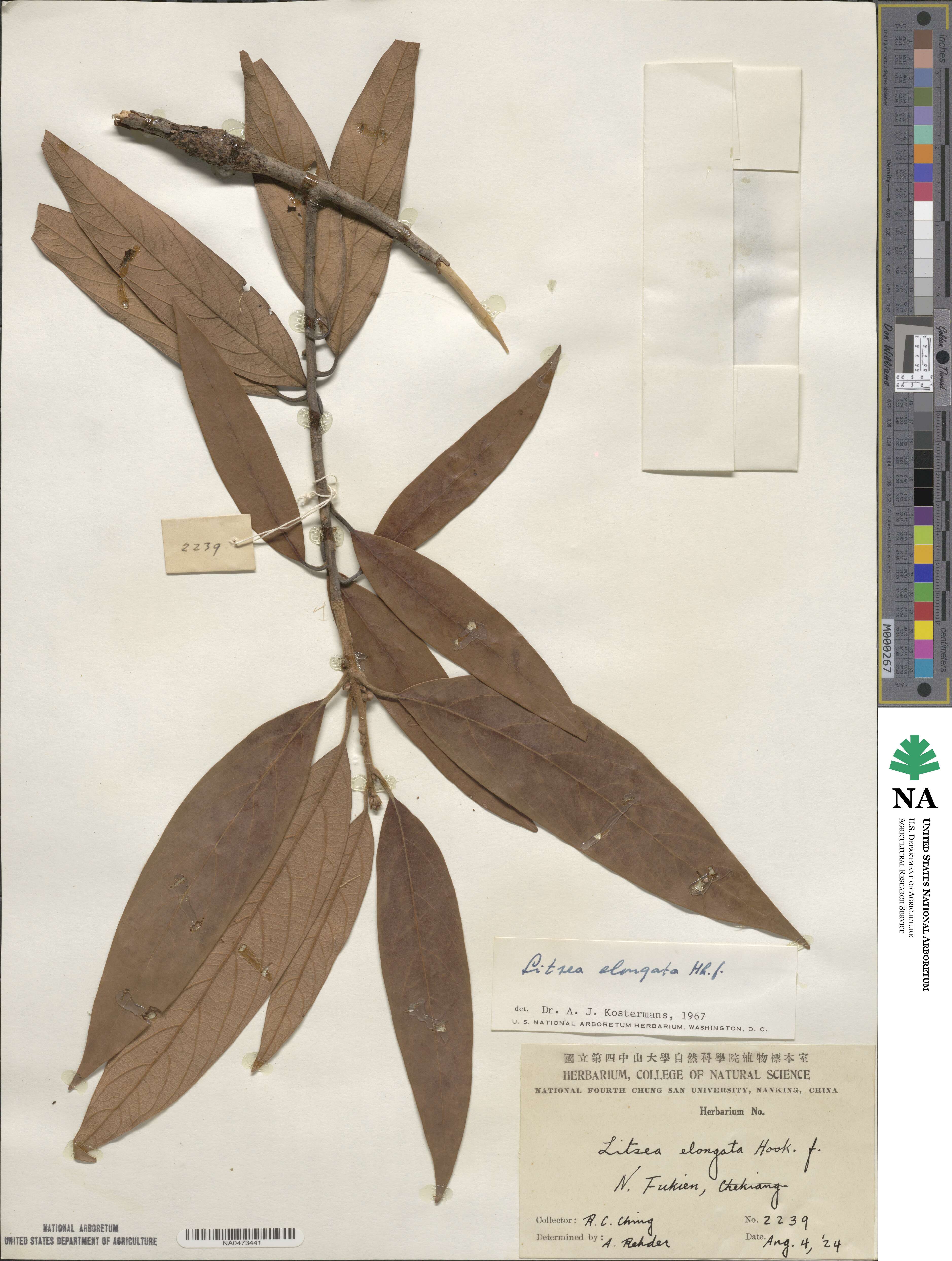 Litsea elongata image