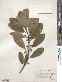 Litsea glutinosa image