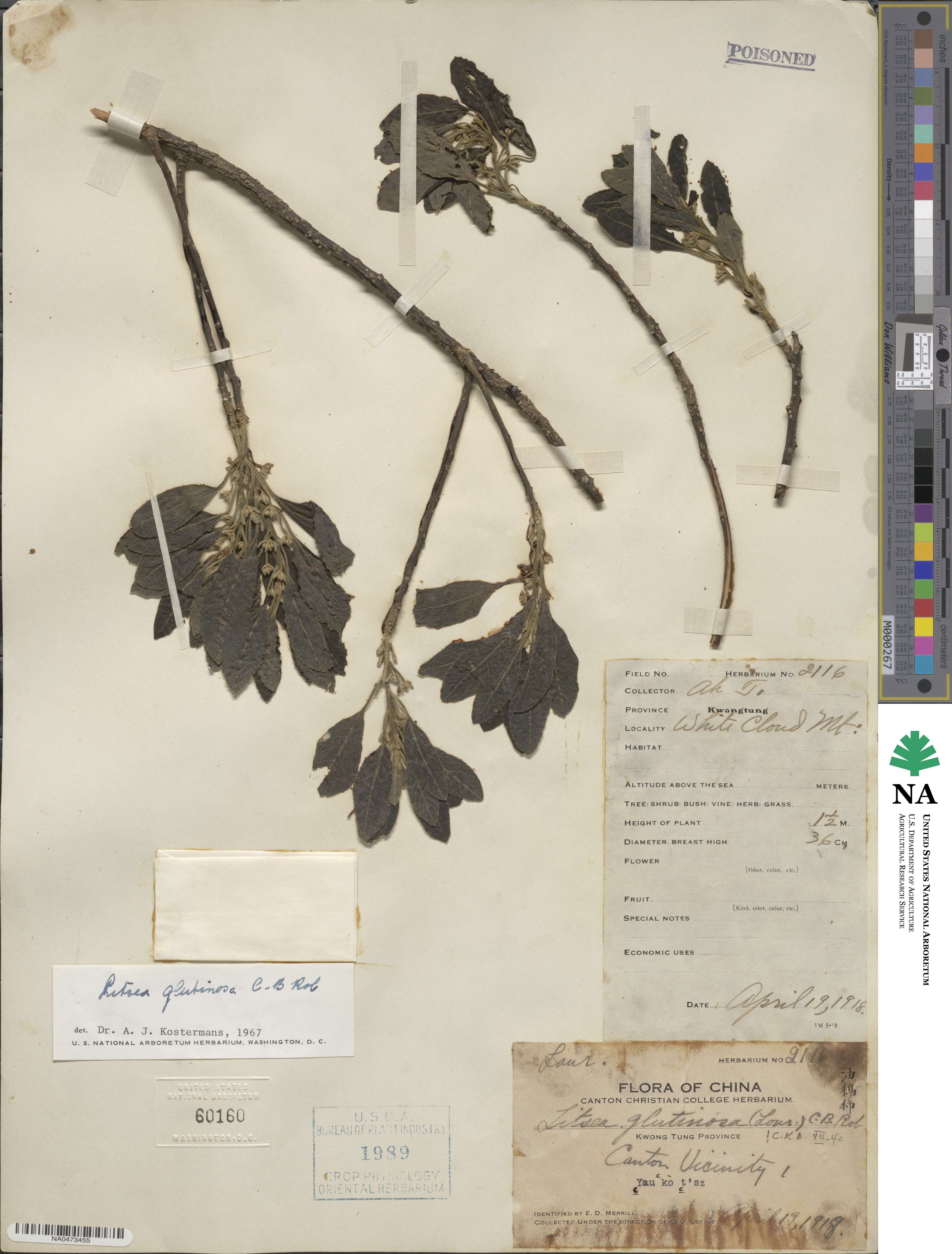 Litsea glutinosa image