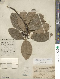 Litsea glutinosa image