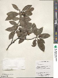 Litsea ichangensis image