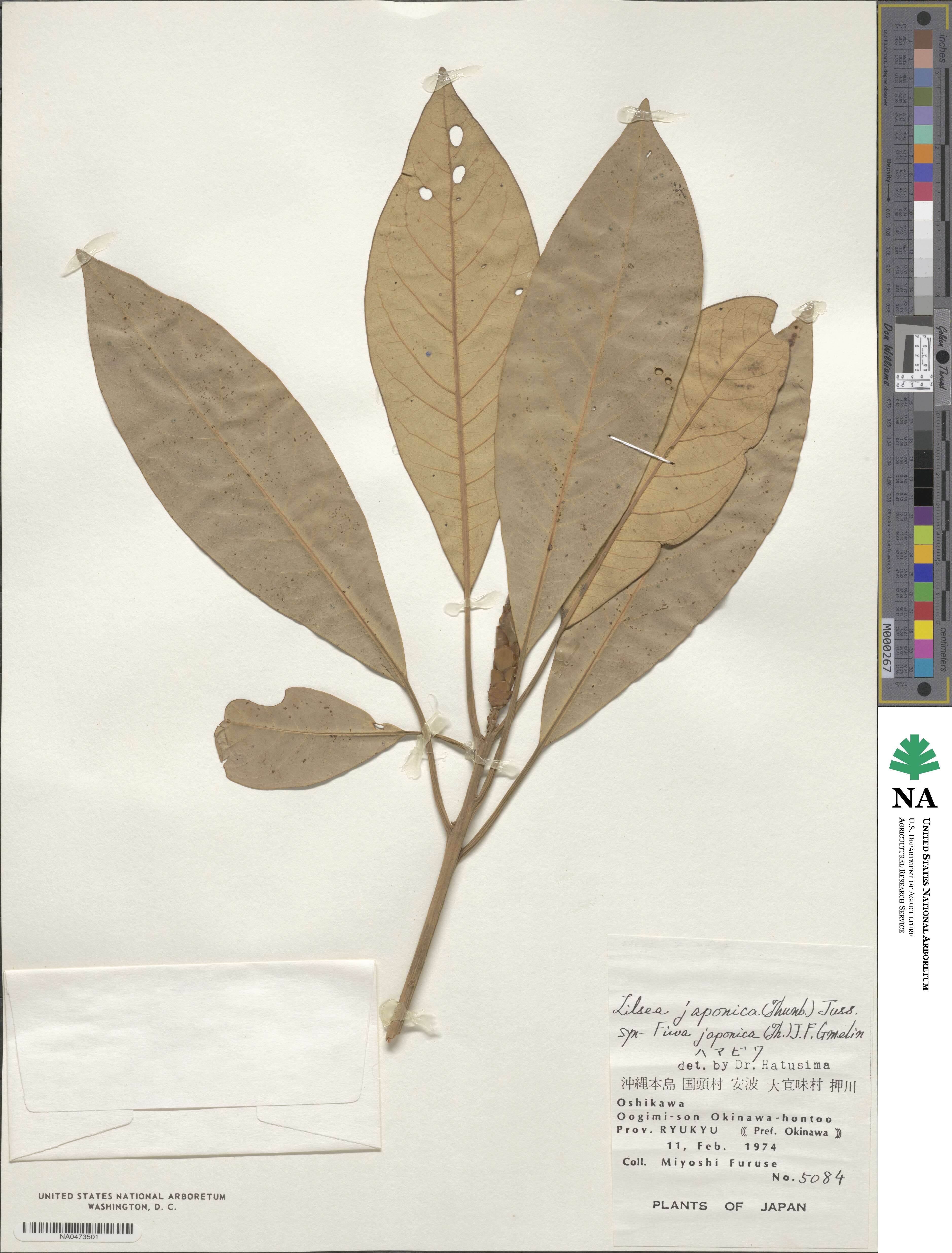 Litsea japonica image
