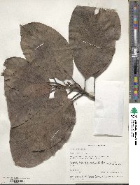 Litsea monopetala image