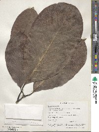 Litsea monopetala image