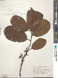 Litsea monopetala image