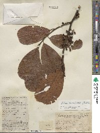 Litsea monopetala image