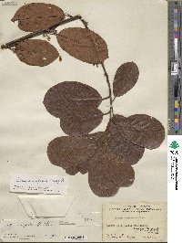 Litsea monopetala image