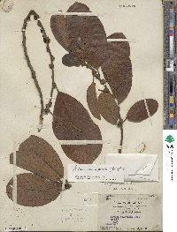 Litsea monopetala image