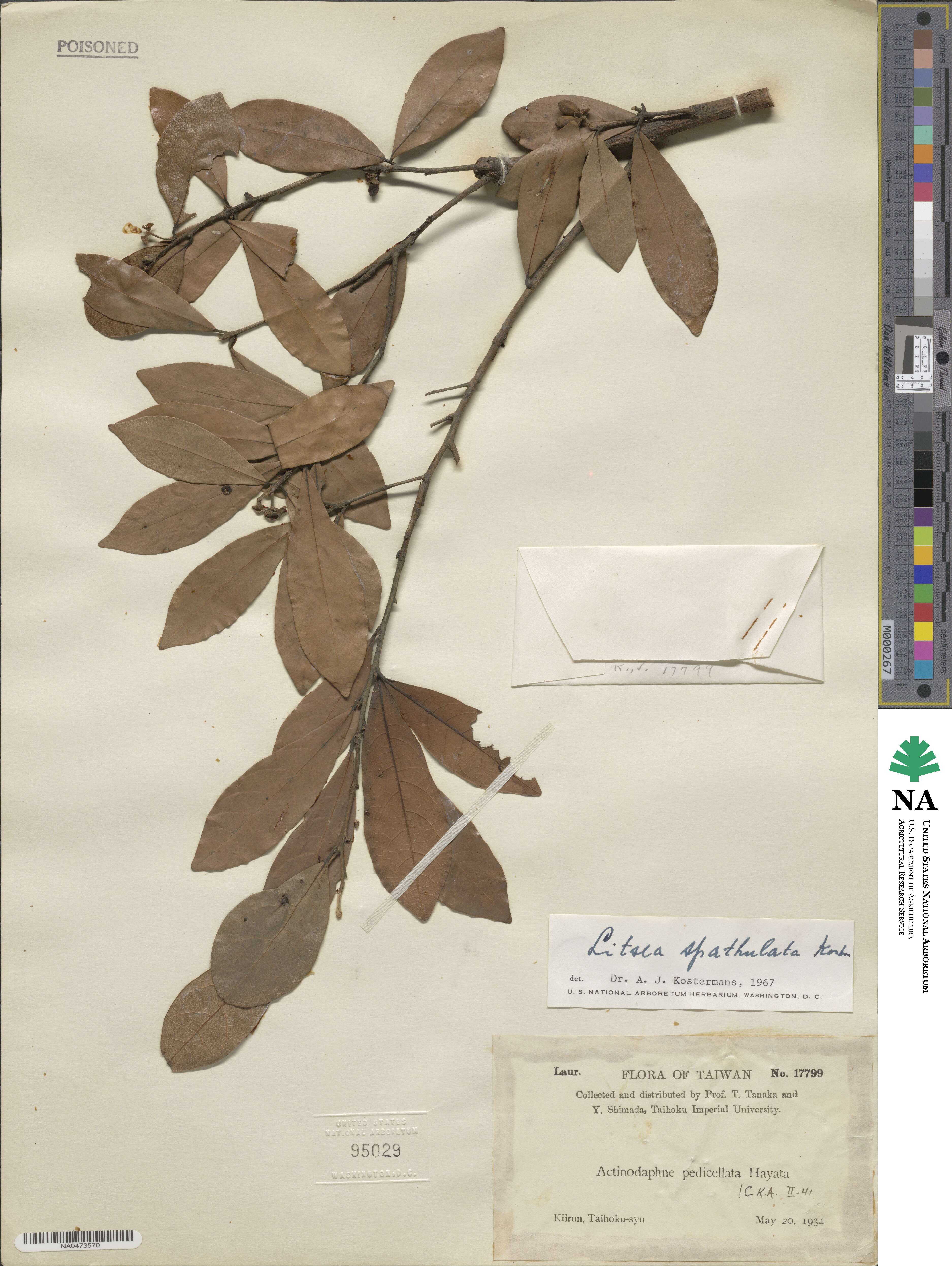 Litsea spathulata image