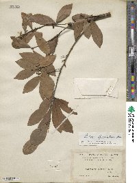 Litsea spathulata image