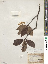 Litsea moupinensis image