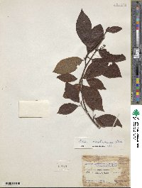 Litsea moupinensis var. szechuanica image