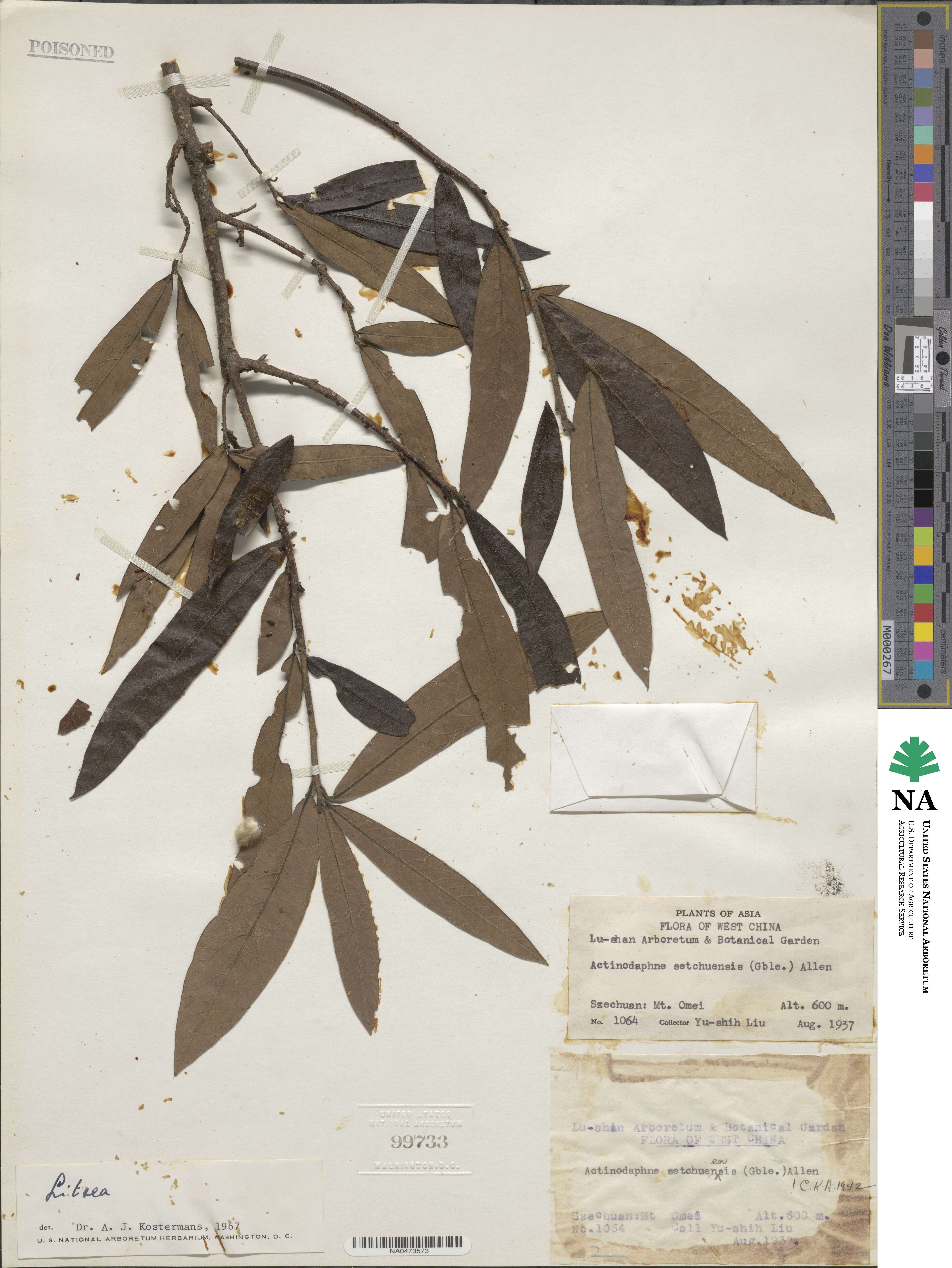 Litsea moupinensis var. szechuanica image