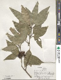 Litsea sericea image