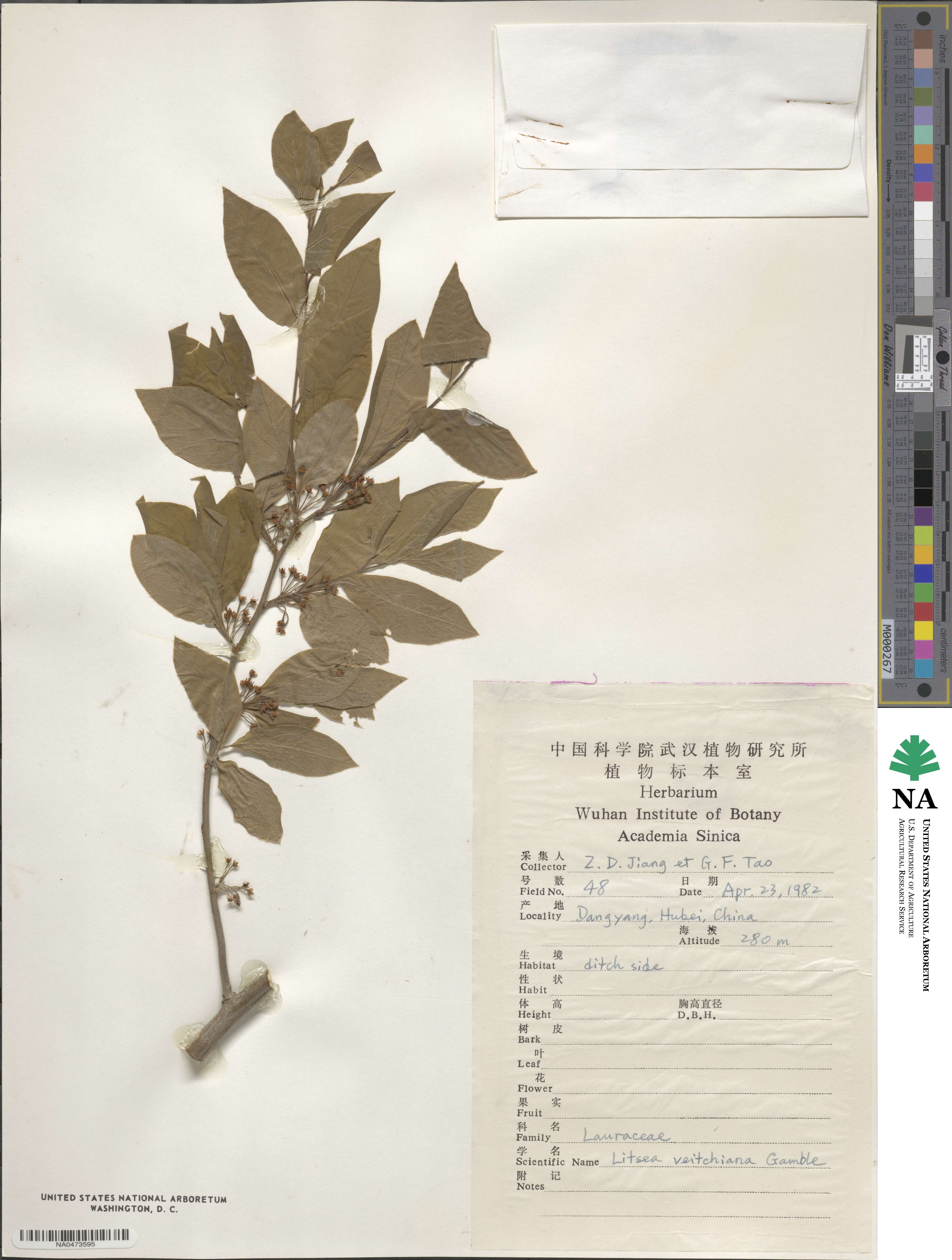 Litsea veitchiana image