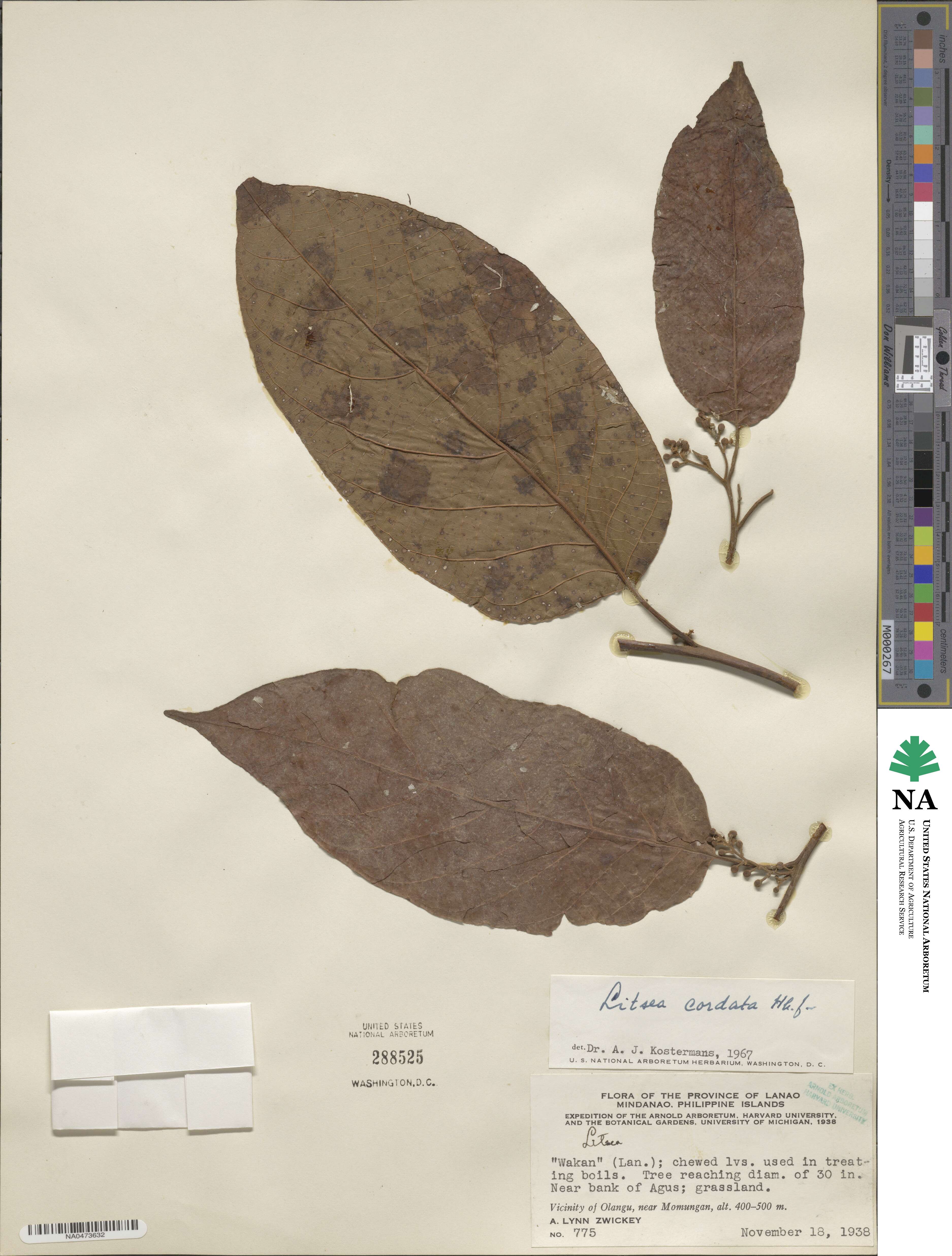 Litsea cordata image