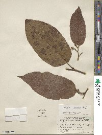 Image of Litsea cordata