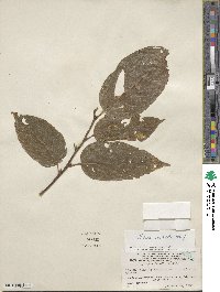 Litsea cordata image