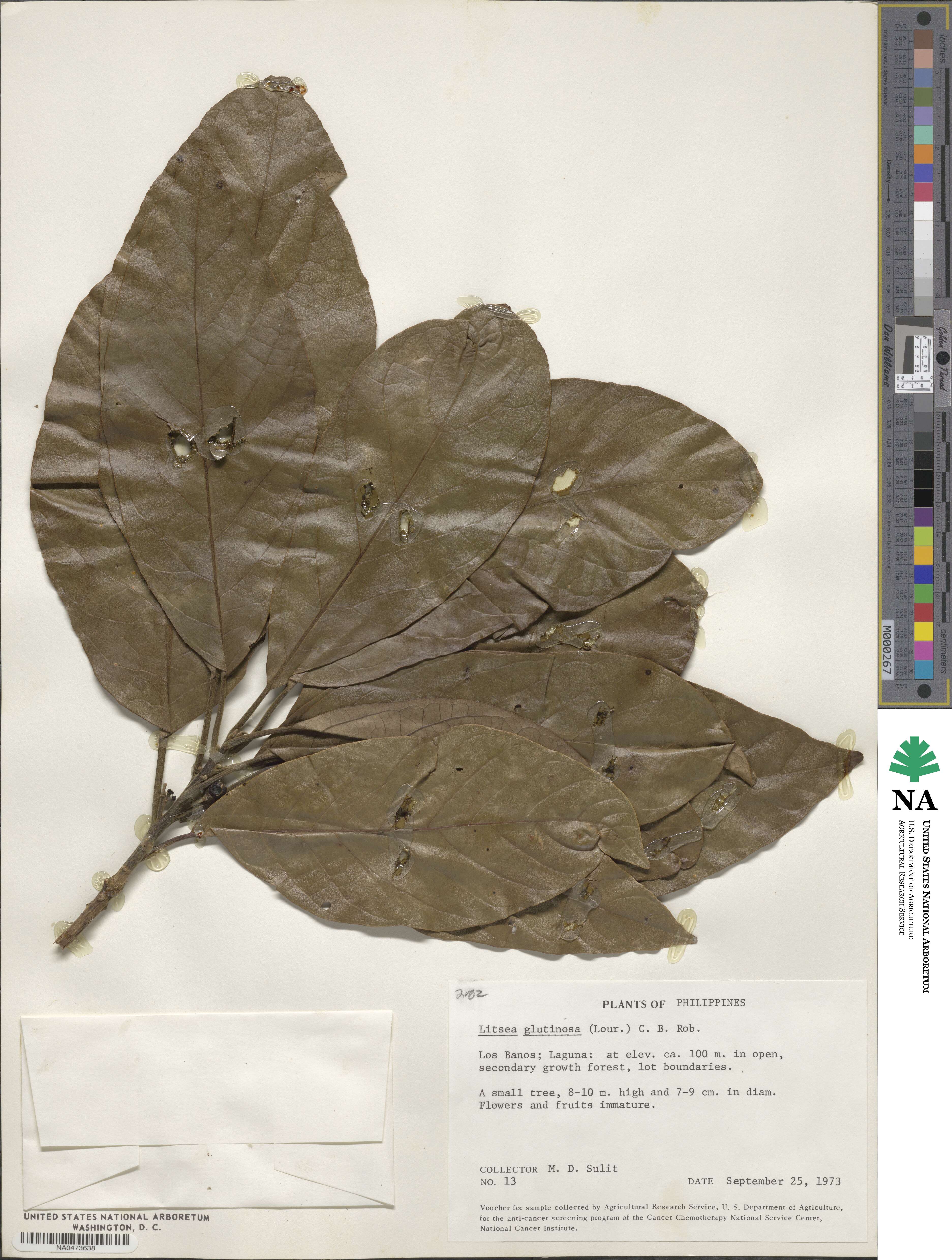 Litsea glutinosa image