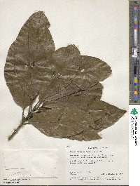 Litsea glutinosa image