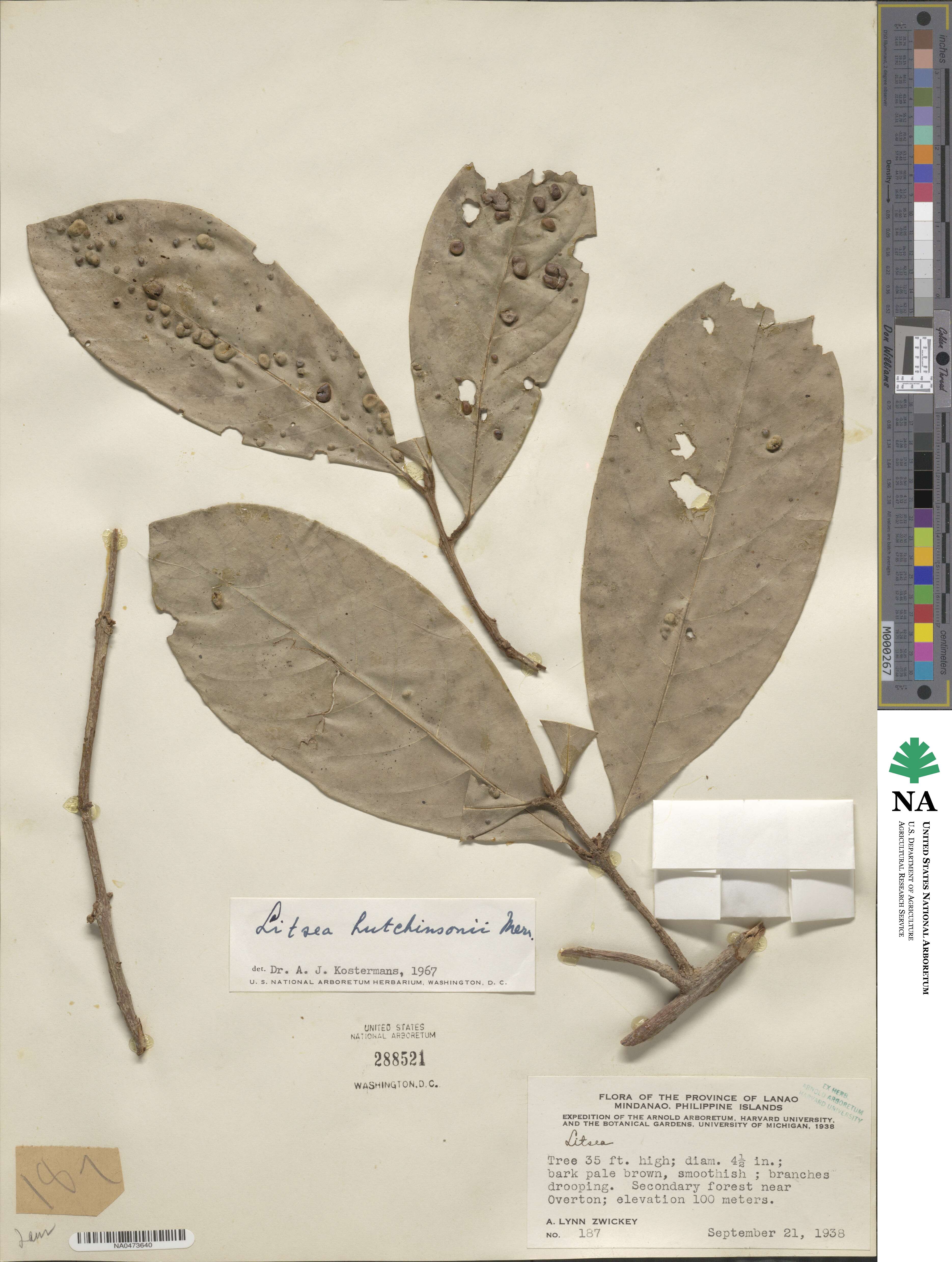 Litsea hutchinsonii image