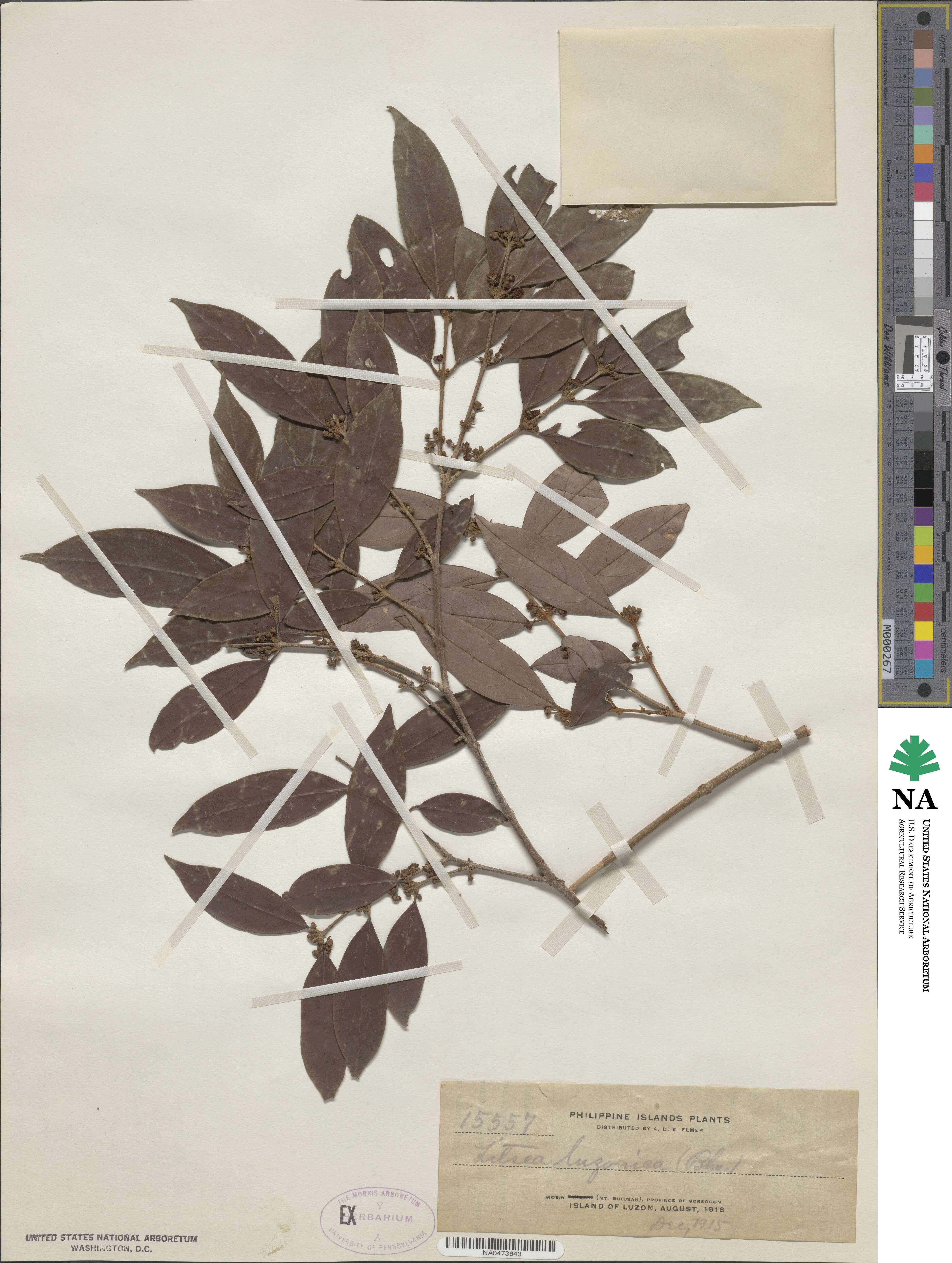 Litsea luzonica image