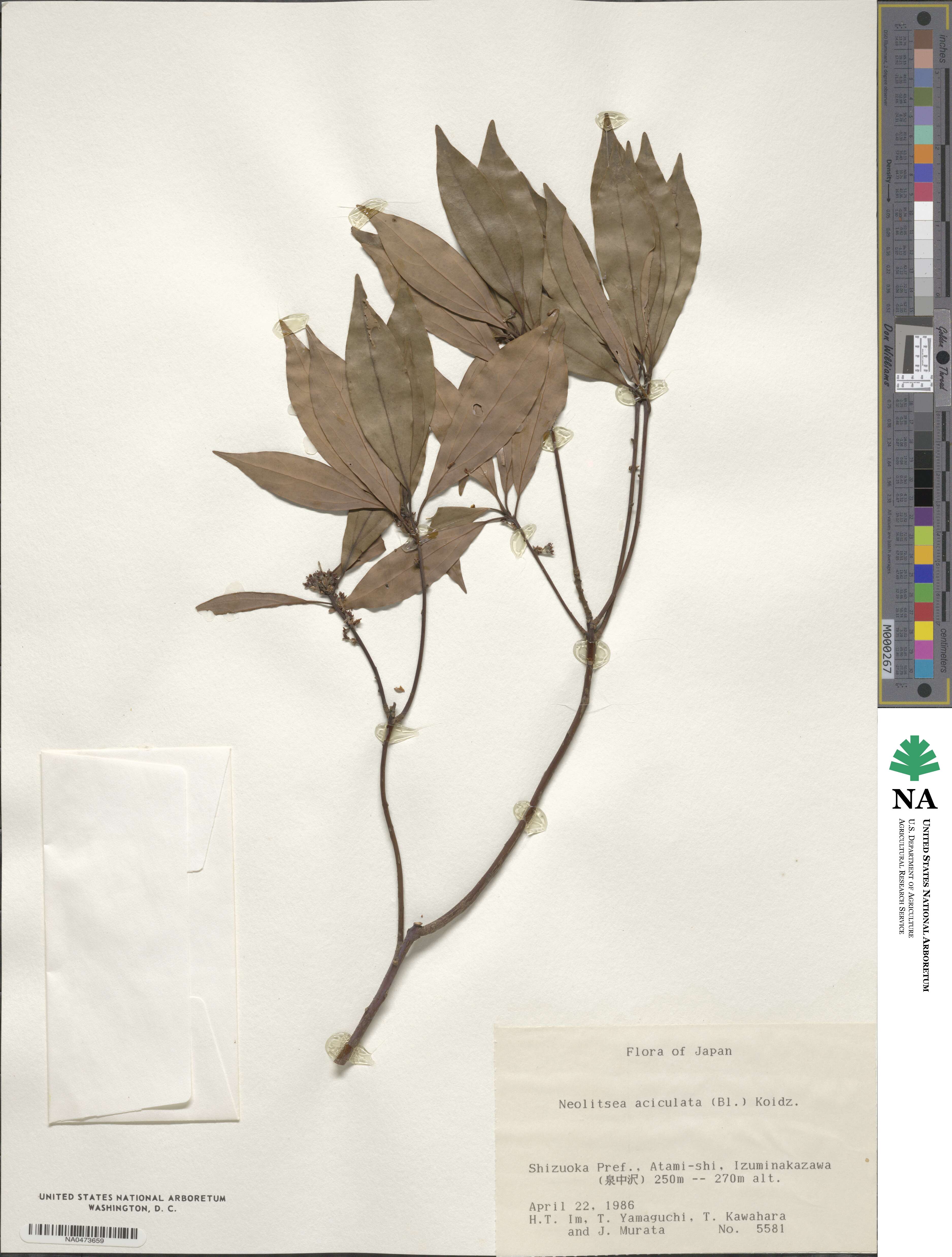 Neolitsea aciculata image