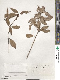 Neolitsea acuminatissima image