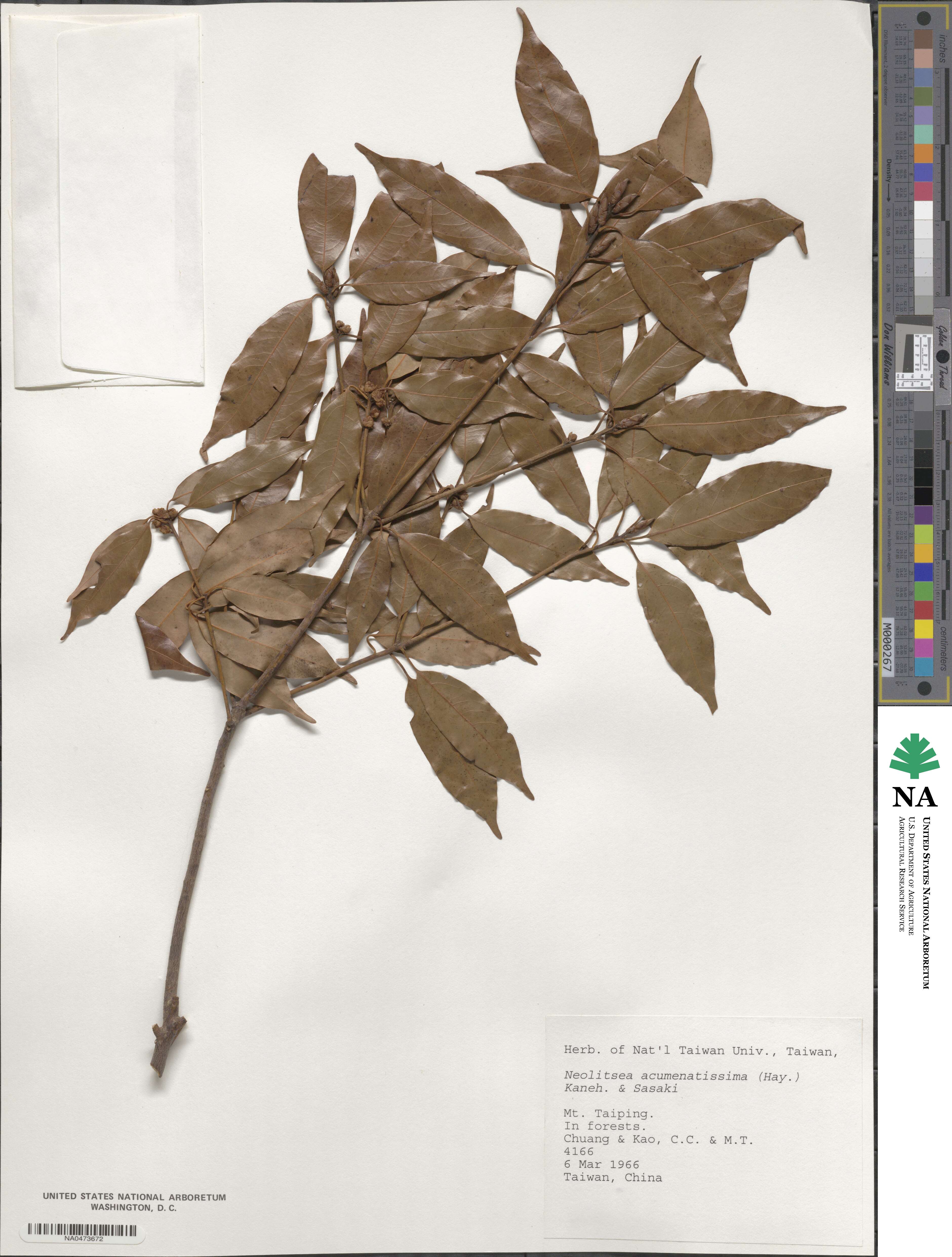 Neolitsea acuminatissima image