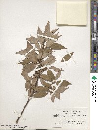 Neolitsea acuminatissima image