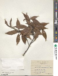 Neolitsea acuminatissima image