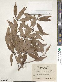 Neolitsea acuminatissima image