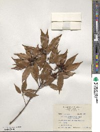 Neolitsea acuminatissima image